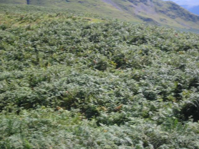 showbuttermere 056