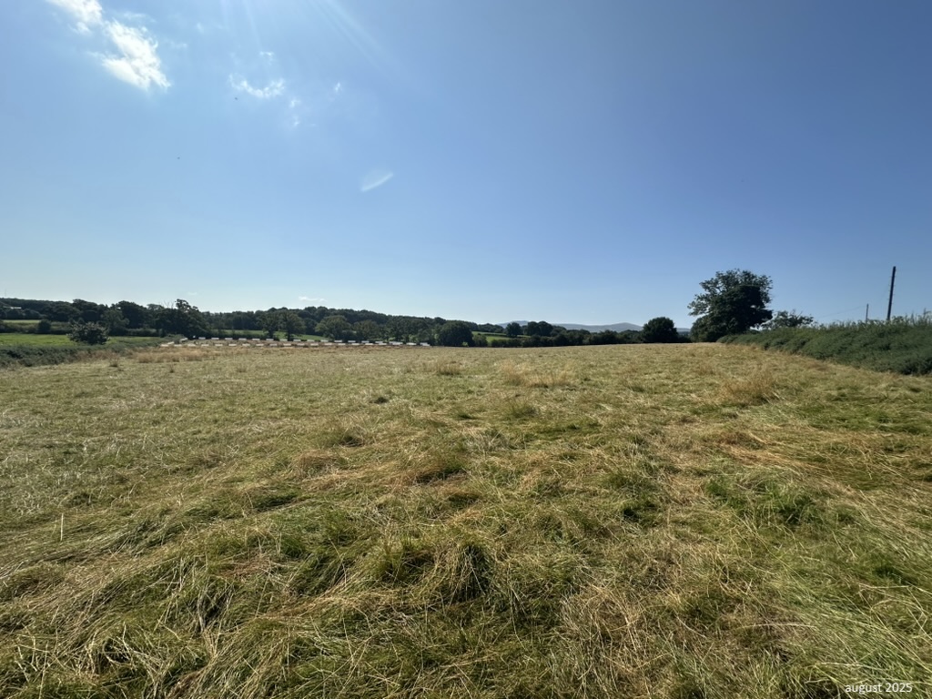 field aug25 with dotted hedge wood