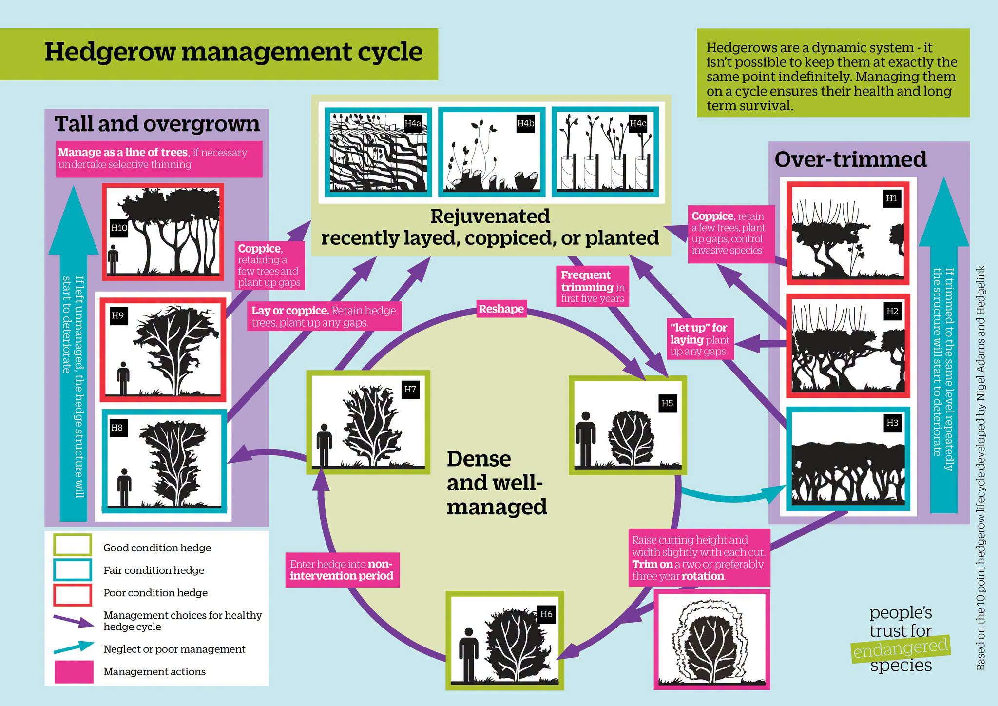 hedgerow manaagement cycle